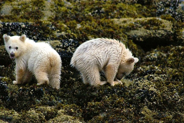 Two little Spirit bear cubs feasting on mussels 