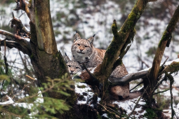 Two lynx Lynx lynx huddled among the roots of a fallen tree in Gauja National Park Latvia 