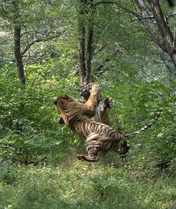 Two male tigers do battle