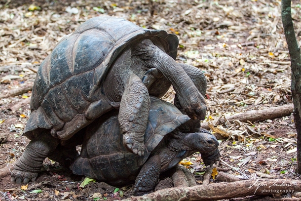 Two tortoises in Zanzibar Tanzania 