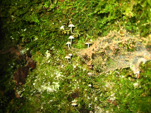Unknown Dikarya growing in unknown Bryophyta Vancouver BC Canada 