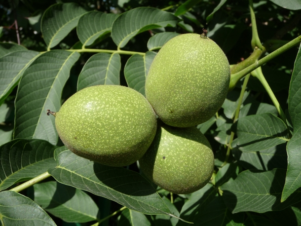 Unripe nuts of Juglans regia a species of Old World walnut Native to the region stretching from the Balkans eastward to the Himalayas and southwest China it has been introduced to much of Europe and the United States Photo George Chernilevsky