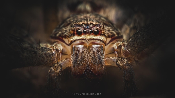 Up-close with a Giant Crab Spider from the Philippines