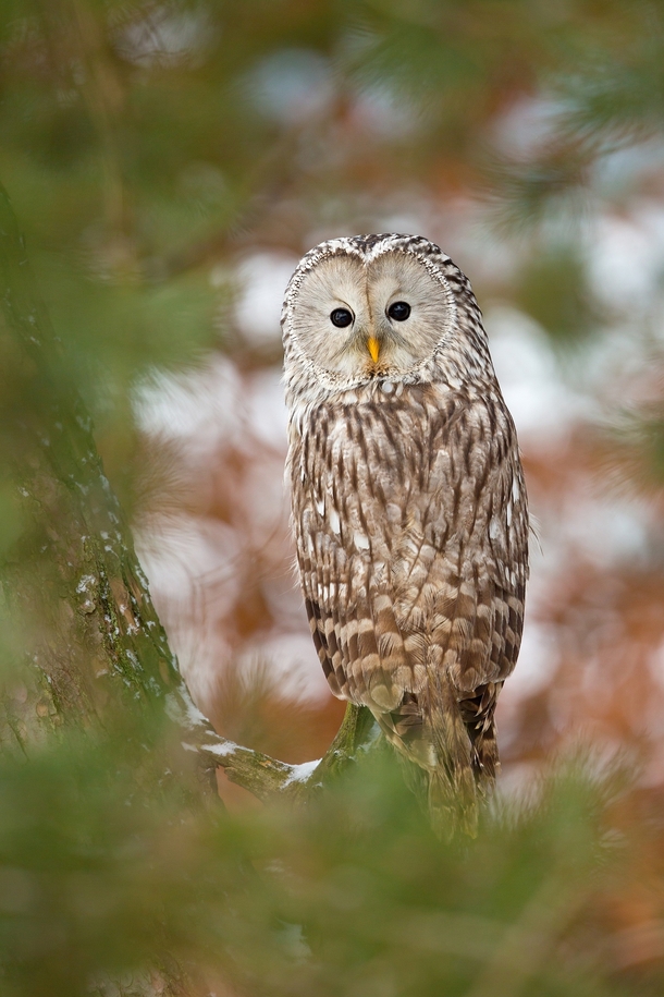 Ural Owl by Milan Zygmunt 