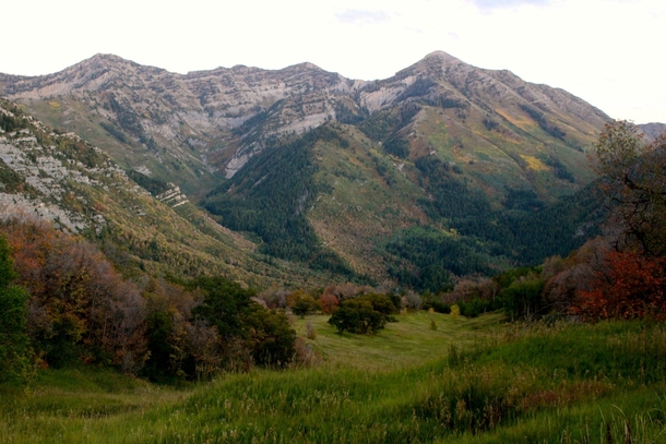 Utah Mountain Meadow 