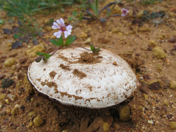Velleia rosea with a mushroom Western Australia 