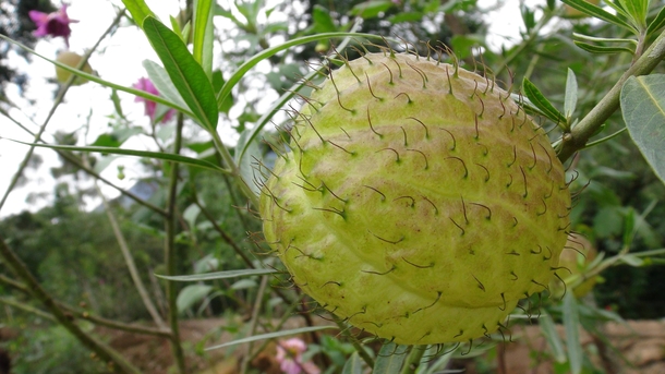 Very strange plant I found in India Anybody here knows what it is 
