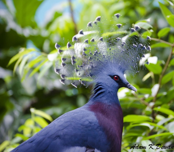 Victoria crowned pigeon - the largest pigeon in the world and native to Papua New Guinea