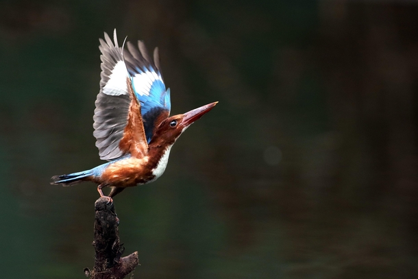 Vietnamese Kingfisher about to take off Photo credit to Nghang Vu