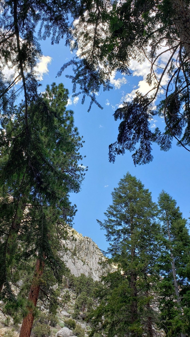 View from my hammock  Mt Whitney California x