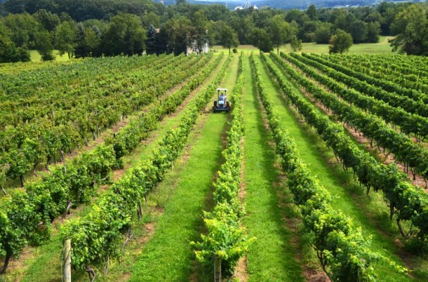 Vineyard in Maryland 