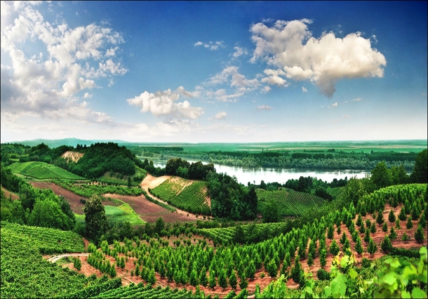 Vineyards in Vojvodina Serbia  Photo by Katarina Stefanovic