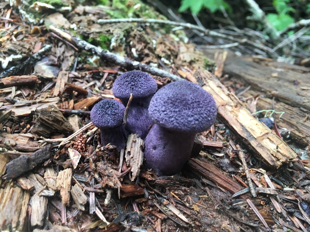 Violet Webcap mushrooms found in North Bend WA Cortinarius violaceus 