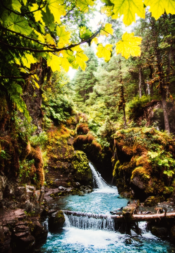 Virgin creek falls in Alaska OC x
