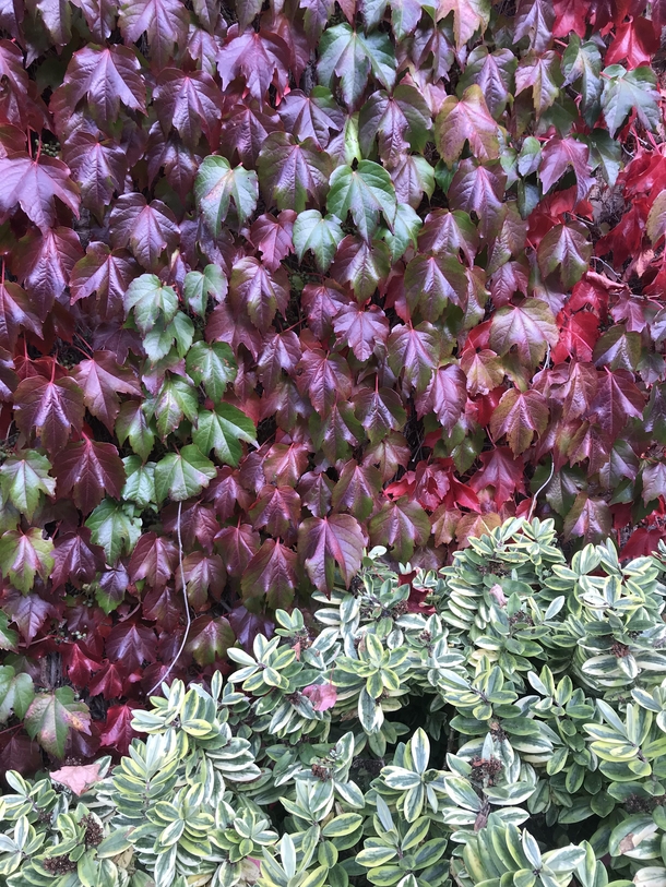 Virginia creeper and Hebe - inspired planting