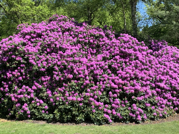 Visited rhododendron park in Bremen germany today It was absolutely amazing Its one of the largest rhodendon park in europe Really cool