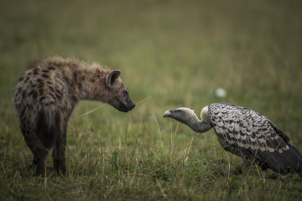 Vulture and Hyena 