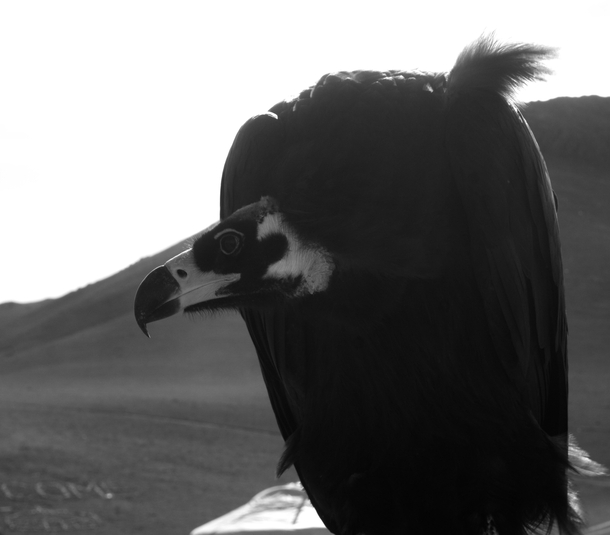 Vulture Mongolia 