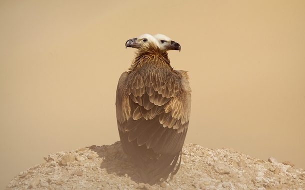 Vultures by Mohd Khorshid 
