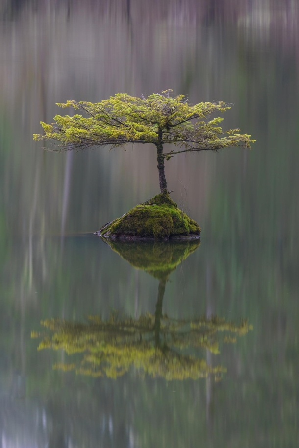 Waiting For a Friend - A lonely tree in Fairly Lake Vancouver Island Canada  photo by Carrie Cole