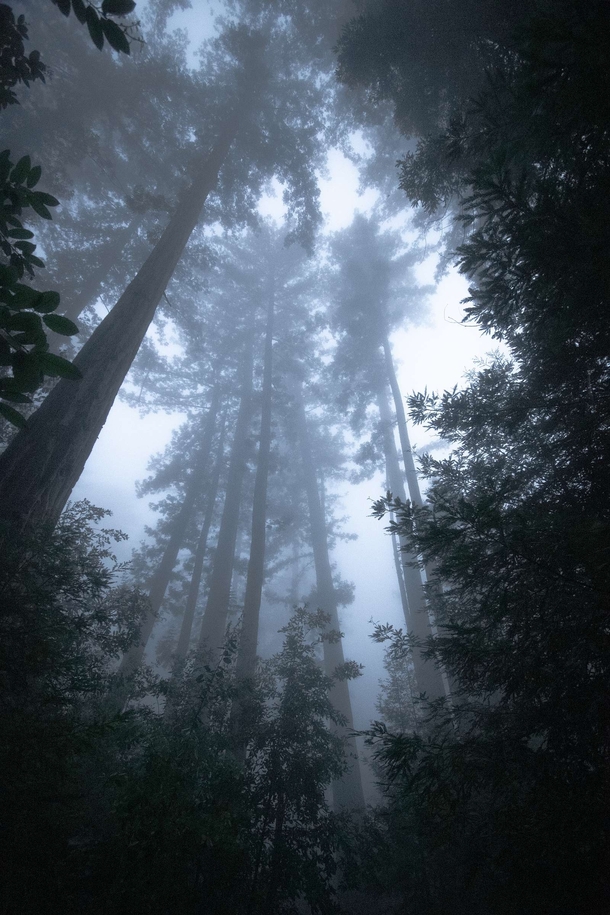 Walking among the giants in the magical redwood forests of Big Sur California 