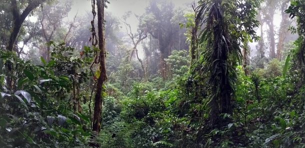 Walking in a Cloud Forrest Monteverde CR 