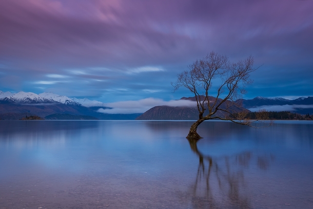Wanaka Tree - New Zealand 