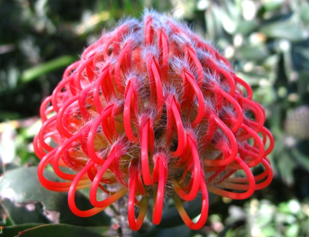 Waratah Flower 