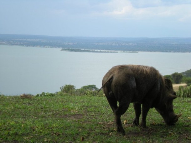 Warthog near Lake George in Uganda 