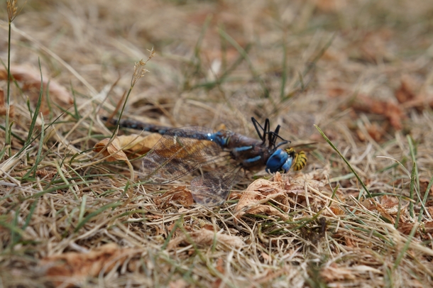 Wasp feeding on a dead dragon fly 