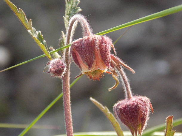 Water avens Geum rivale 