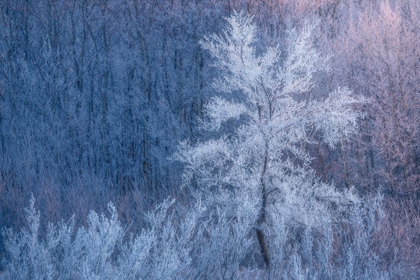 We had some beautiful frost on the Saskatchewan landscape in December taken near White City 