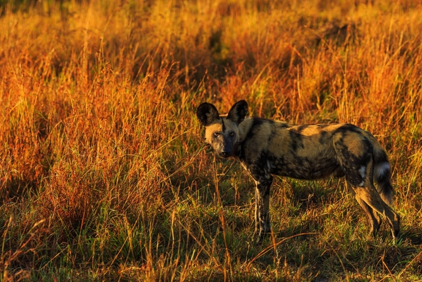 We watched this African Wild Dog and his pack hunting at sunset 