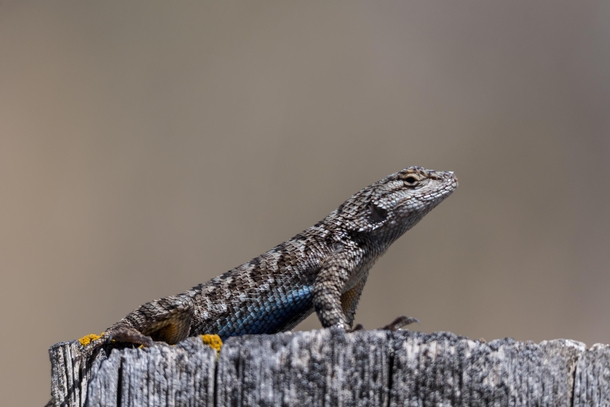 Western Fence Lizard Sceloporus occidentalis - From Montanas Only Known Population 