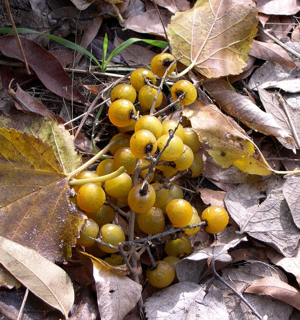 Western Soapberry Sapindus saponaria var drummondii 