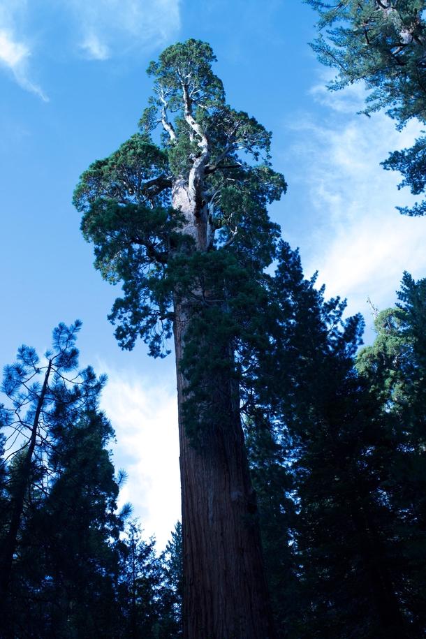 What makes you feel really small In CA Sequoia National Park 
