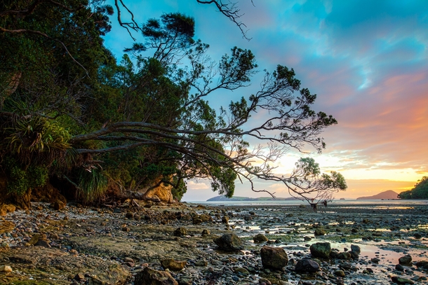 Where bush meets tide Kikowhakarere Bay New Zealand 