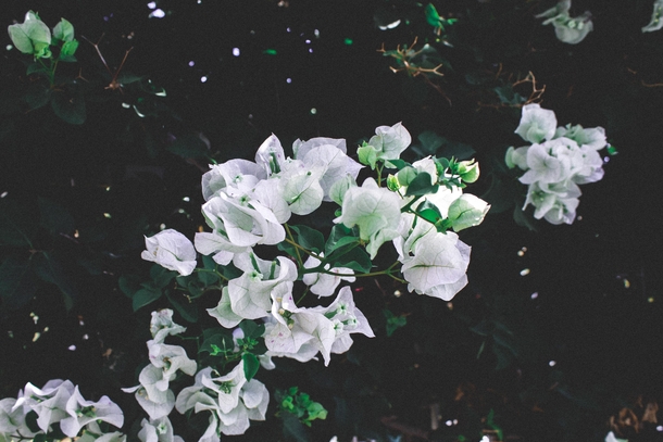 White Bougainvilleas i photographed near my house Theyre everywhere