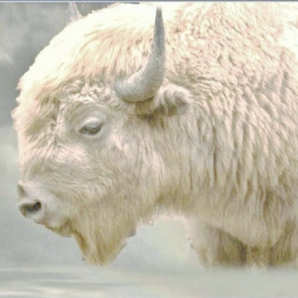 White Buffalo 