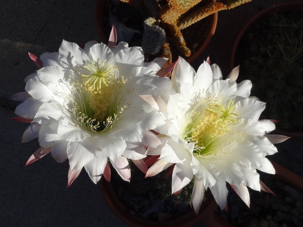 White Cactus Flower 