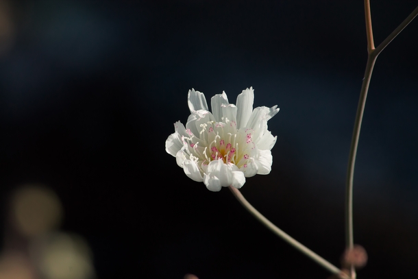 White flower with pink dots I found in Death Valley - 
