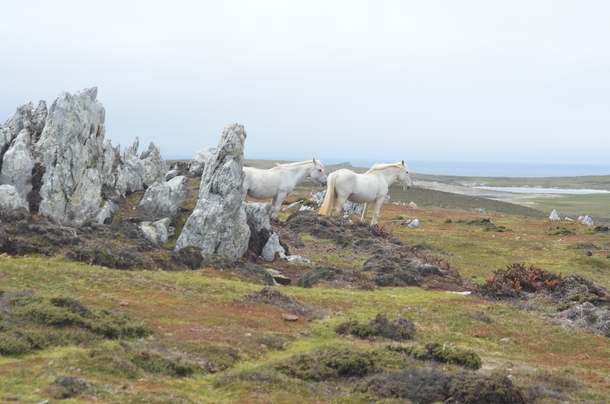 White Horses on the Falklands Islands  x-post rHI_Res