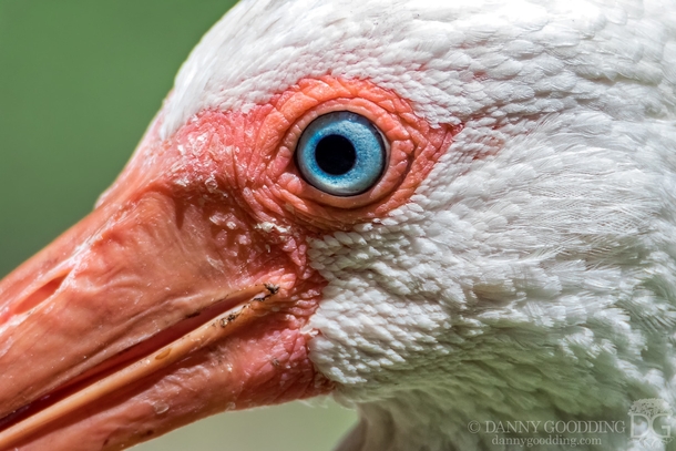 White ibis Eudocimus albus closeup 
