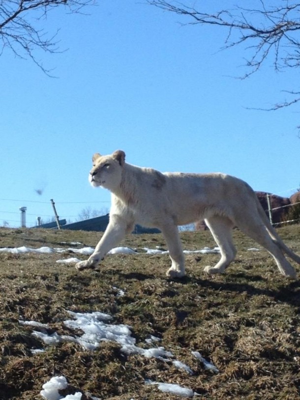 White Lion  Panthero Leo x