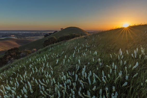 white lupine at sunrise in California United States  by Marc Crumpler