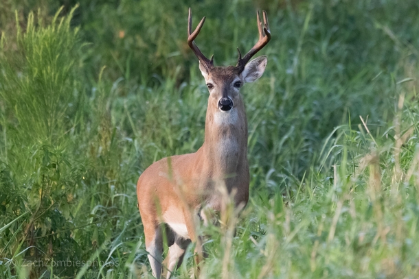 White-tailed Buck i saw yesterday in south Florida