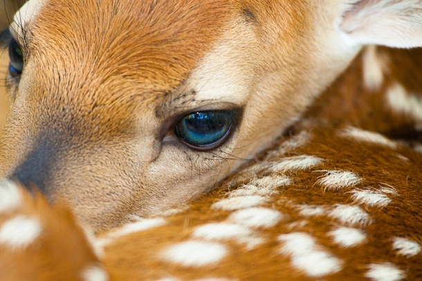 White-tailed deer fawn Ododcoileus virginianus by Jerry Mercier x