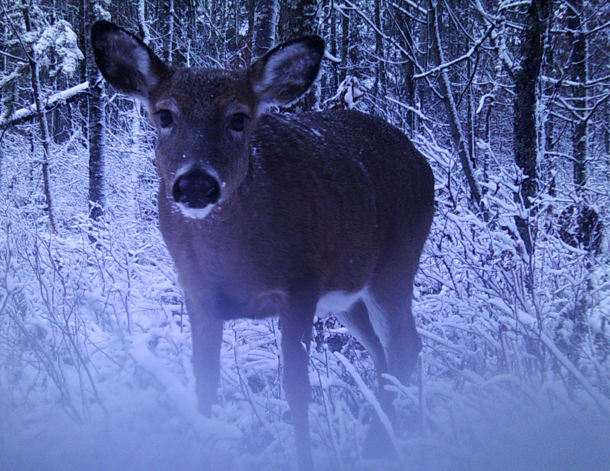 Whitetail deer in a snowy forest Northern Highland American Legion State Forest 