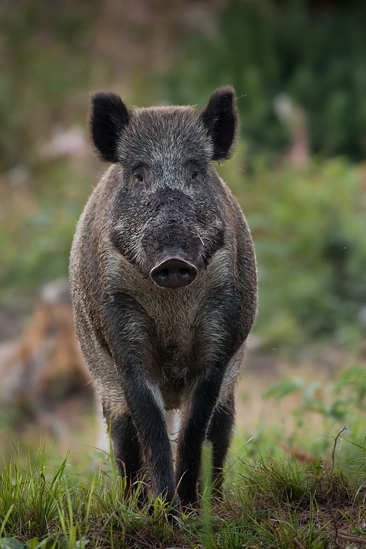 Wild boar Sus scrofa 