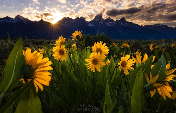 Wild Flowers in The Grand Tetons 